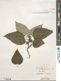 Broussonetia papyrifera image