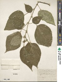 Broussonetia papyrifera image