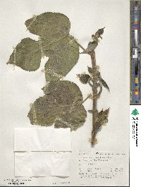 Broussonetia papyrifera image