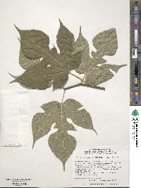 Broussonetia papyrifera image