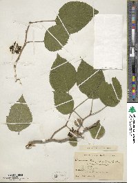 Broussonetia papyrifera image