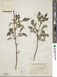 Broussonetia papyrifera image