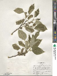 Broussonetia papyrifera image