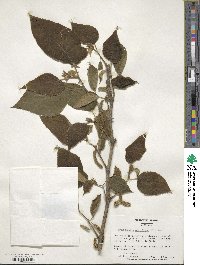 Broussonetia papyrifera image