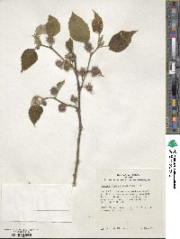 Broussonetia papyrifera image