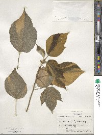 Broussonetia papyrifera image