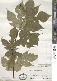 Broussonetia papyrifera image