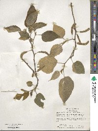 Broussonetia papyrifera image