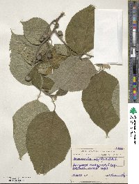 Broussonetia papyrifera image