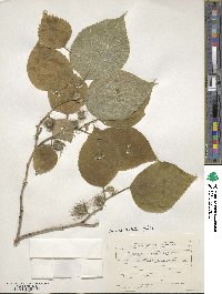 Broussonetia papyrifera image