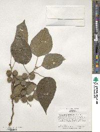 Broussonetia papyrifera image