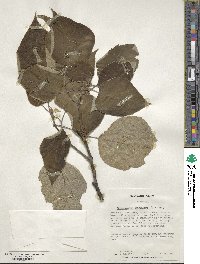 Broussonetia papyrifera image