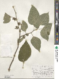 Broussonetia papyrifera image