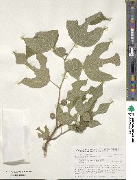 Broussonetia papyrifera image