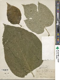 Broussonetia papyrifera image