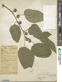 Broussonetia papyrifera image