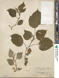 Broussonetia papyrifera image