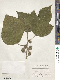 Broussonetia papyrifera image