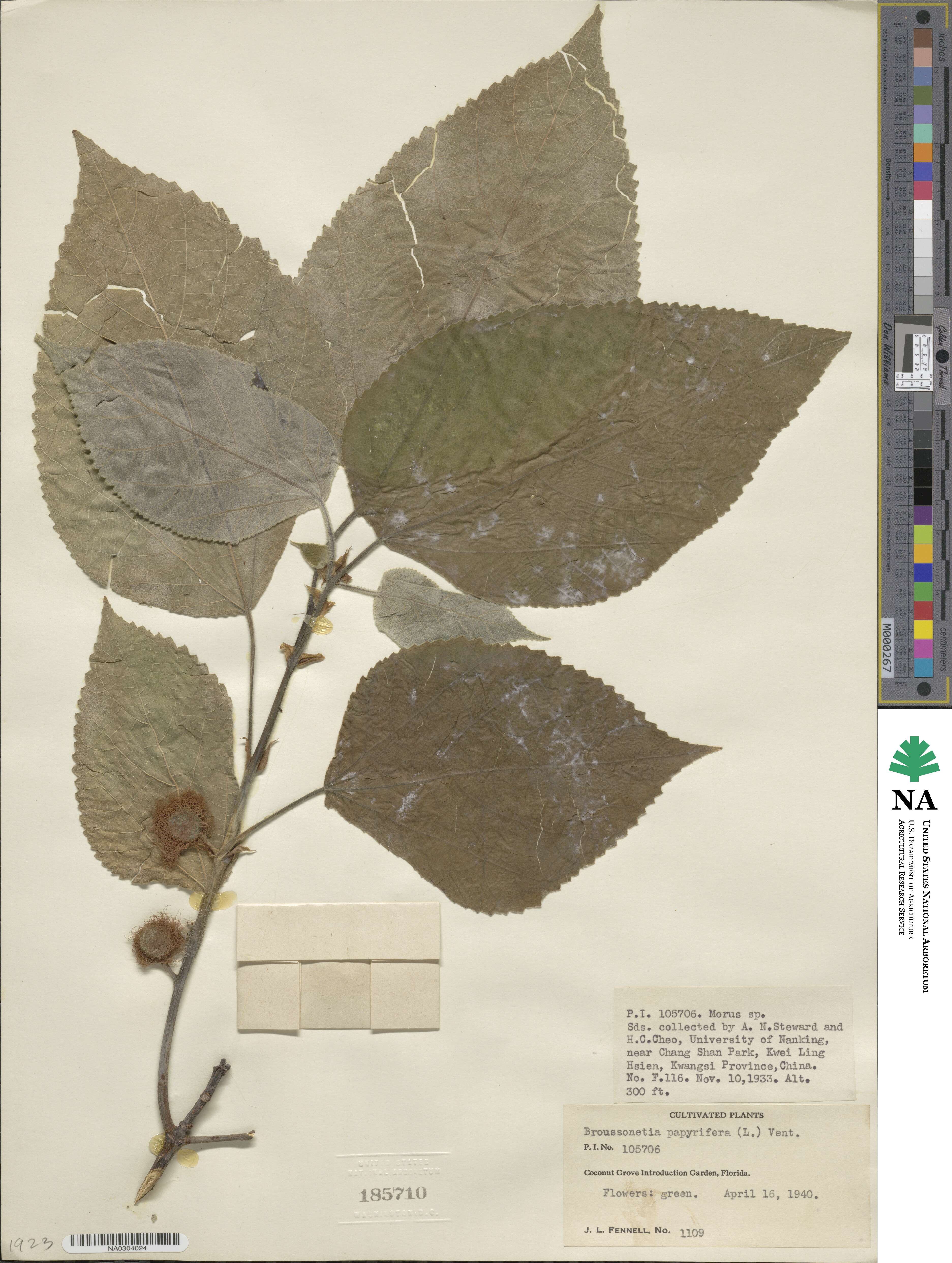 Broussonetia papyrifera image