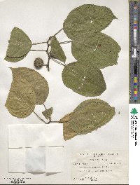 Broussonetia papyrifera image