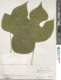 Broussonetia papyrifera image