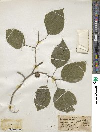 Broussonetia papyrifera image