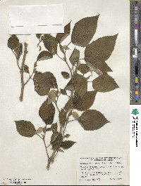 Broussonetia papyrifera image