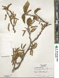 Broussonetia papyrifera image