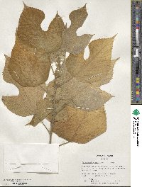 Broussonetia papyrifera image