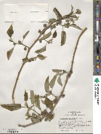 Broussonetia papyrifera image