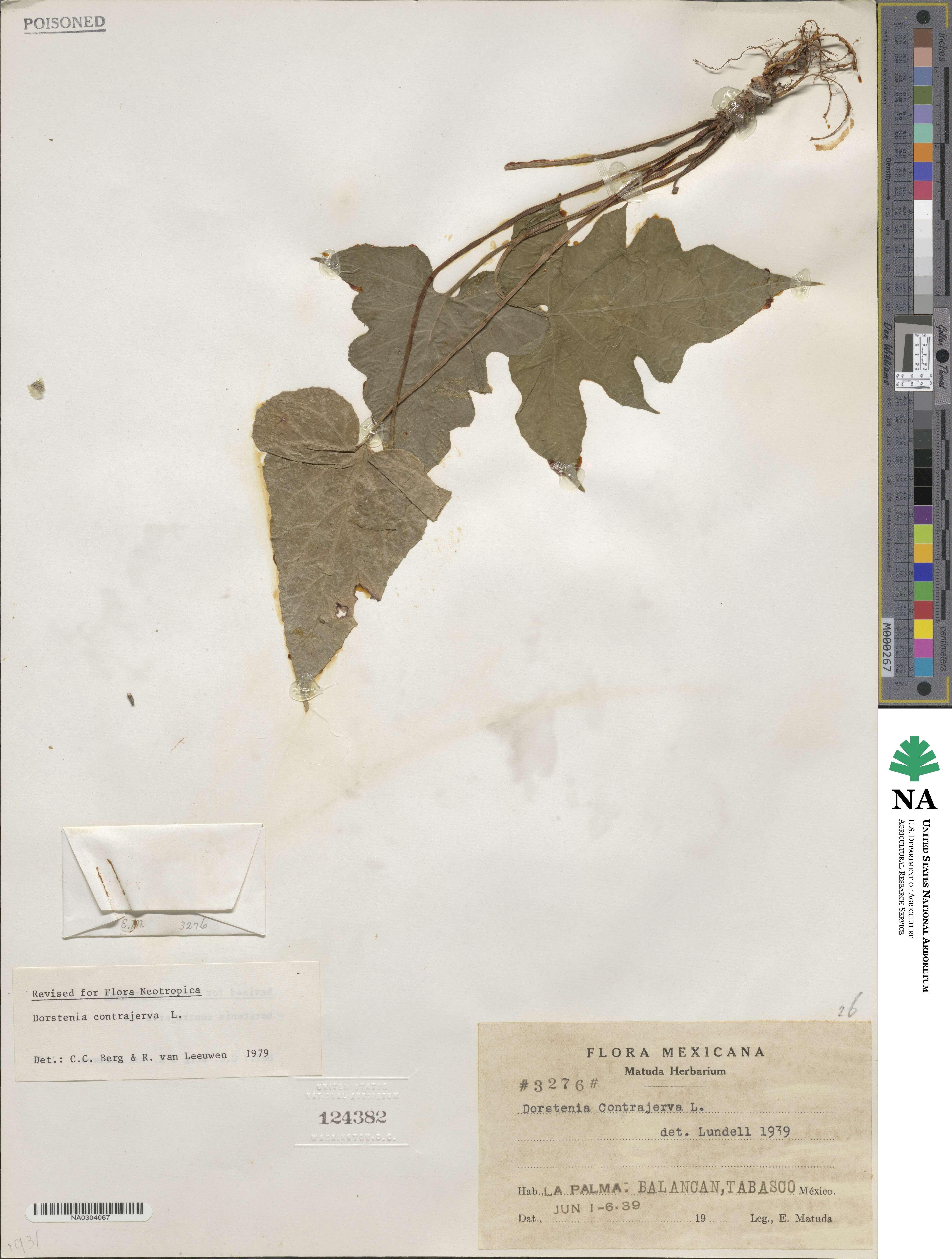 Dorstenia contrajerva image