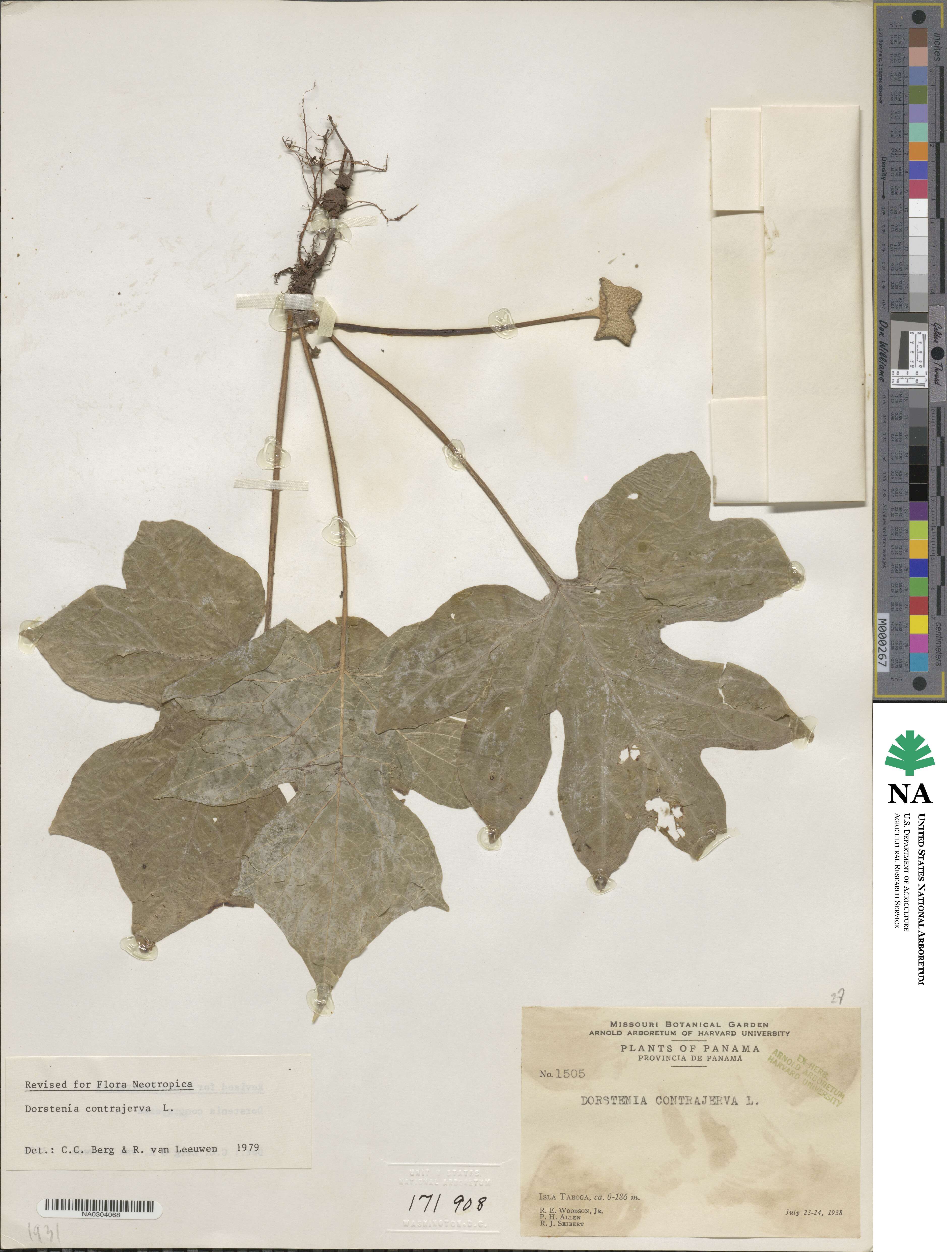 Dorstenia contrajerva image