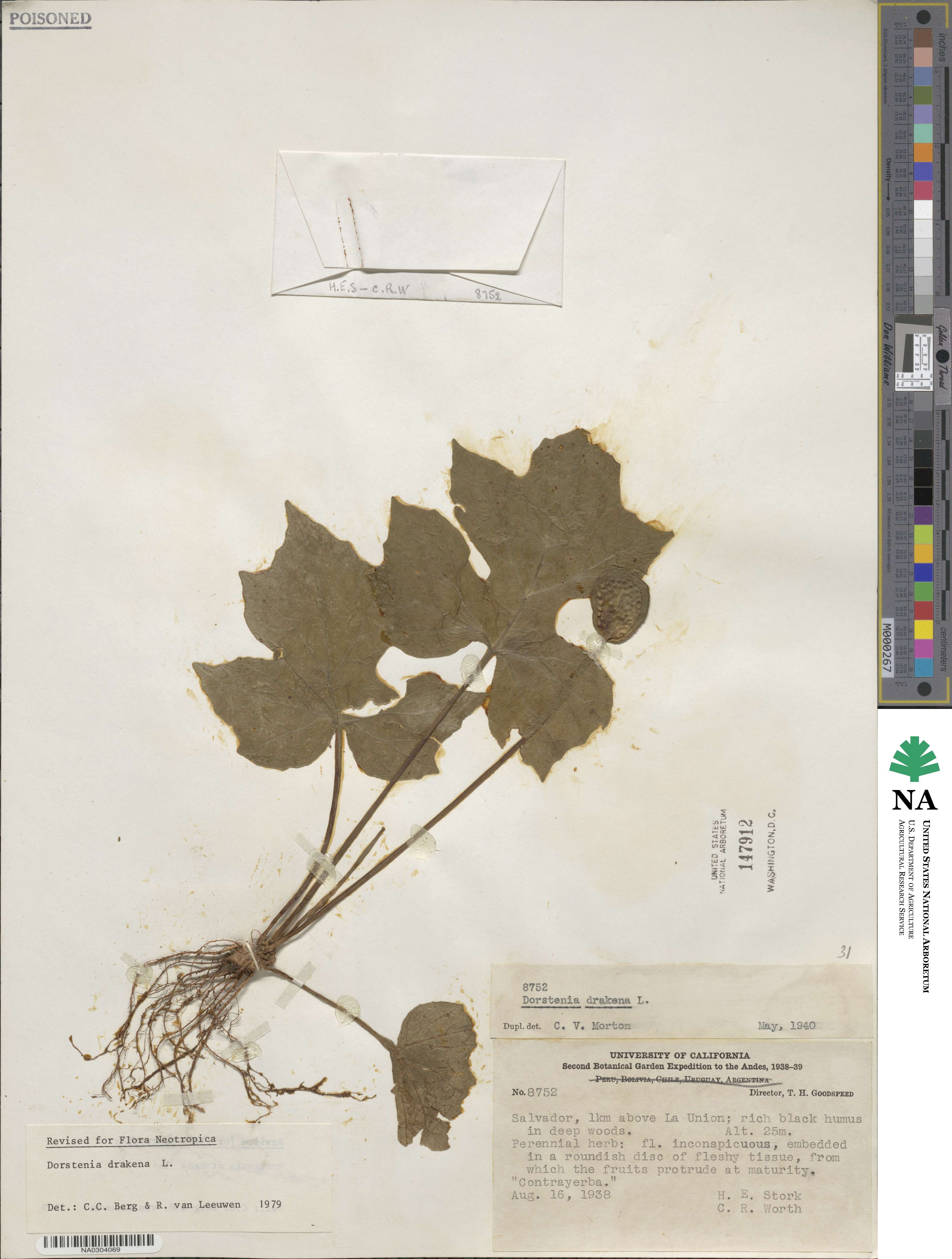 Dorstenia arifolia image