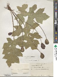 Dorstenia arifolia image