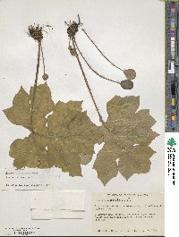 Dorstenia arifolia image