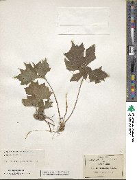 Dorstenia arifolia image