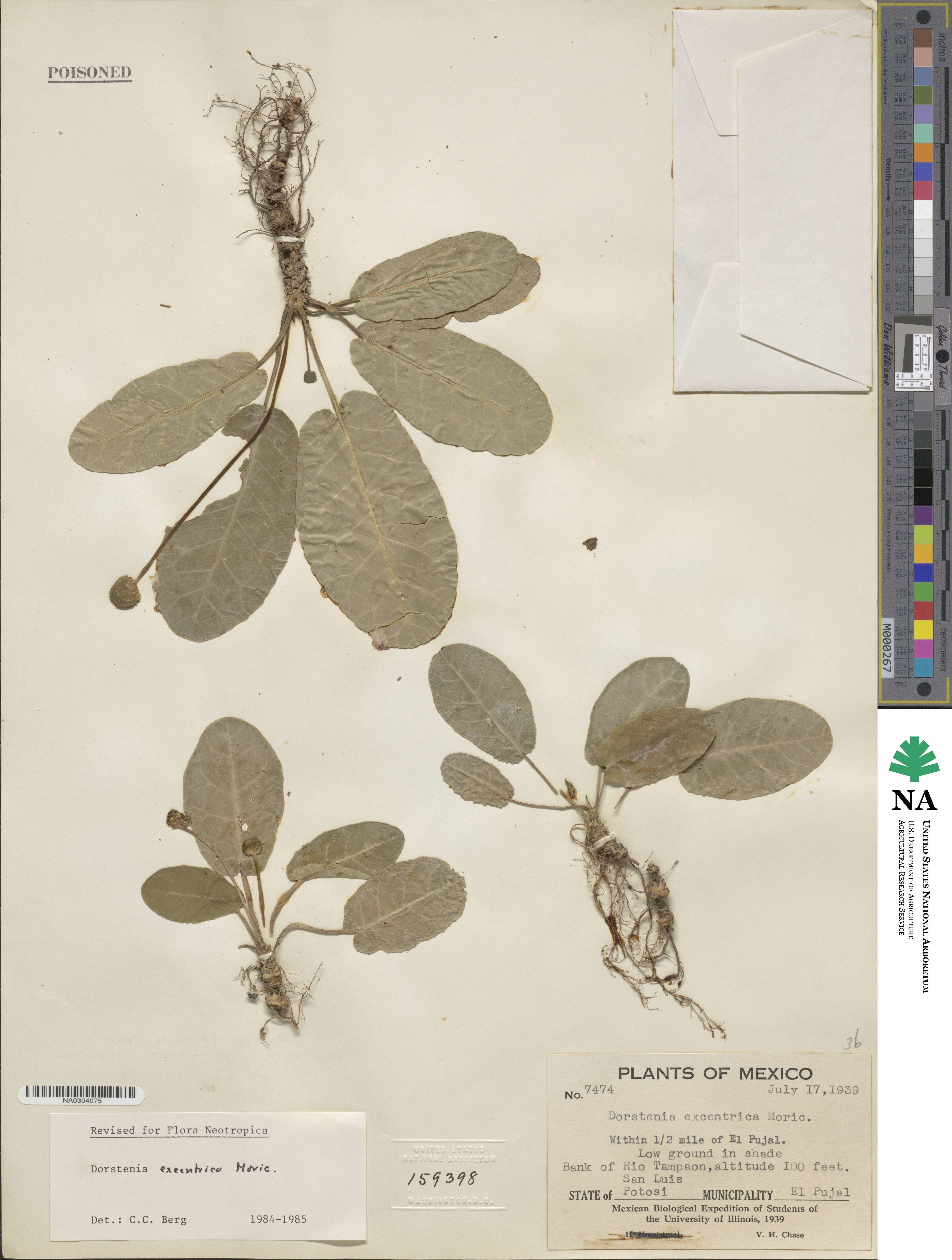 Dorstenia excentrica image