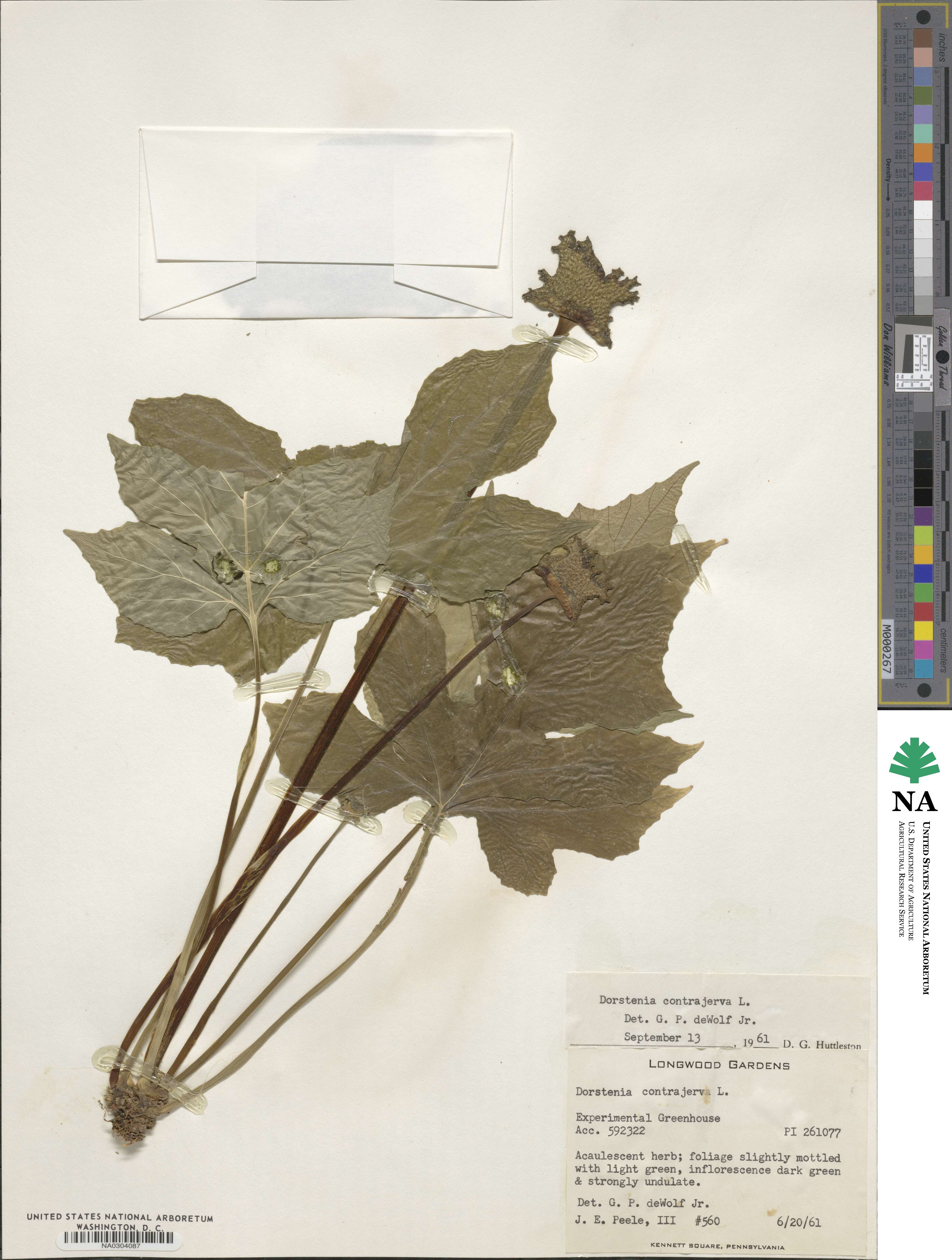 Dorstenia contrajerva image