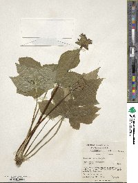 Dorstenia contrajerva image