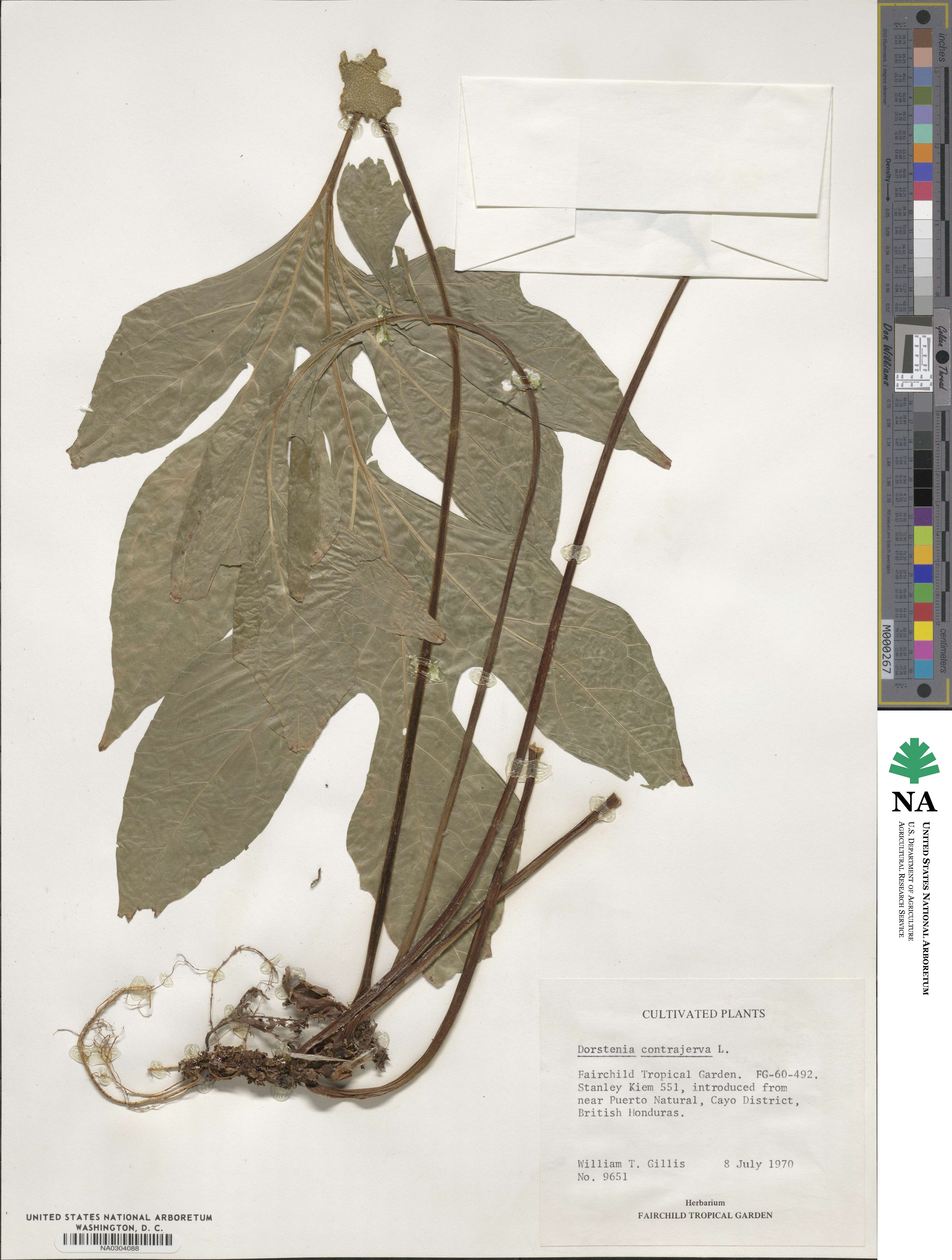 Dorstenia contrajerva image