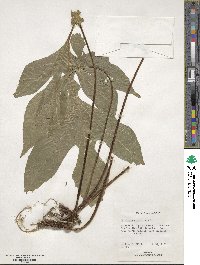 Dorstenia contrajerva image