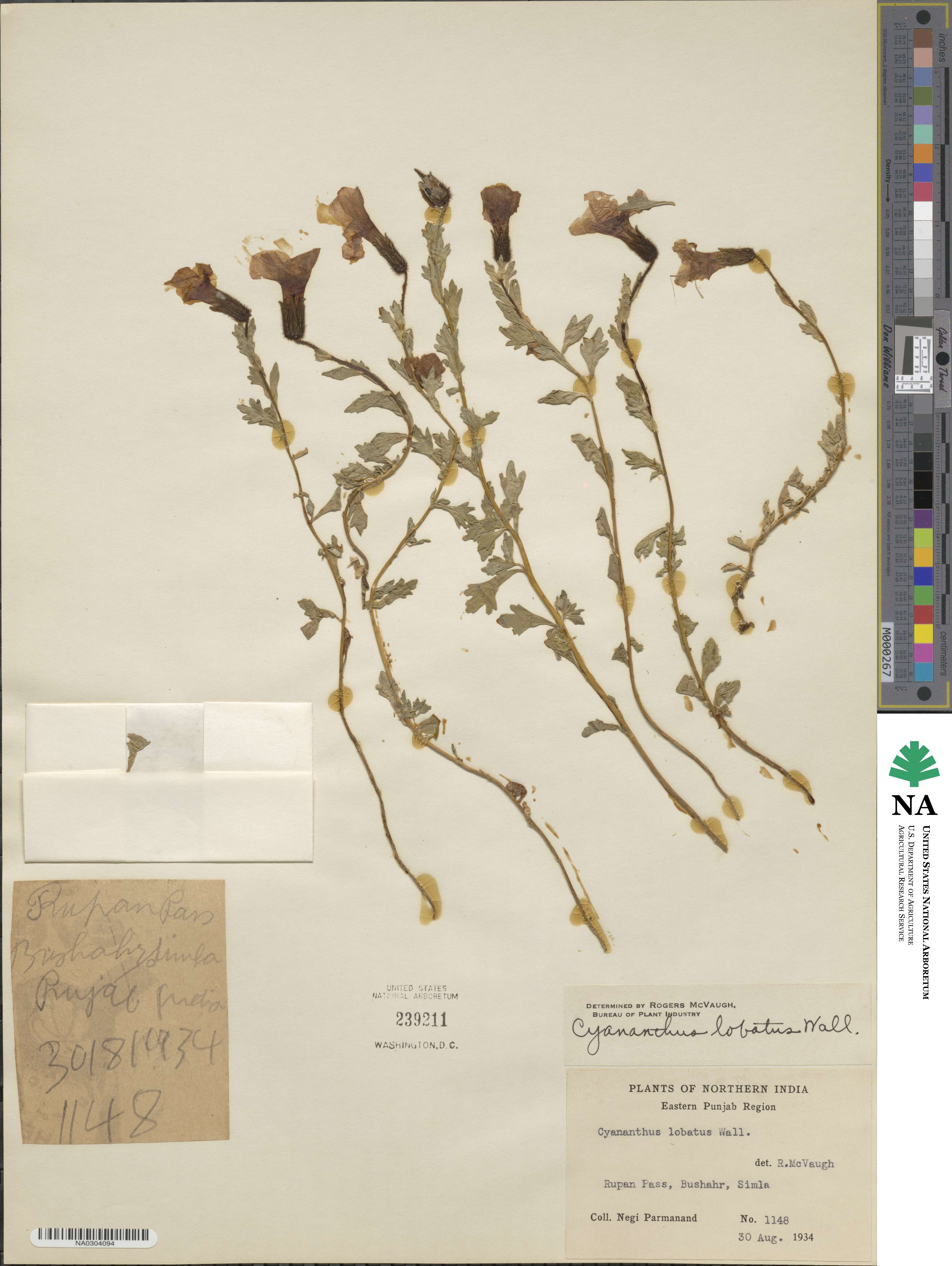 Cyananthus lobatus image