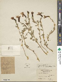 Cyananthus lobatus image