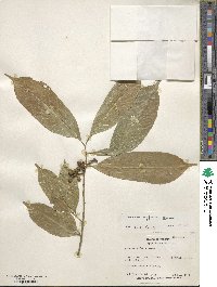 Sorocea affinis image