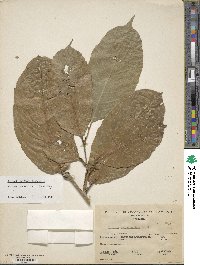 Image of Sorocea pubivena