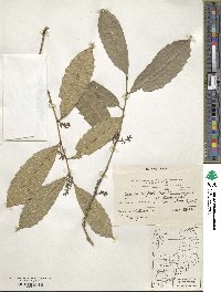 Sorocea bonplandii image