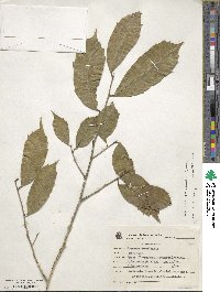 Sorocea bonplandii image