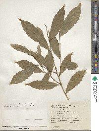 Sorocea bonplandii image