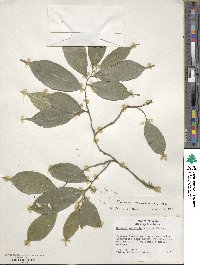 Sorocea bonplandii image