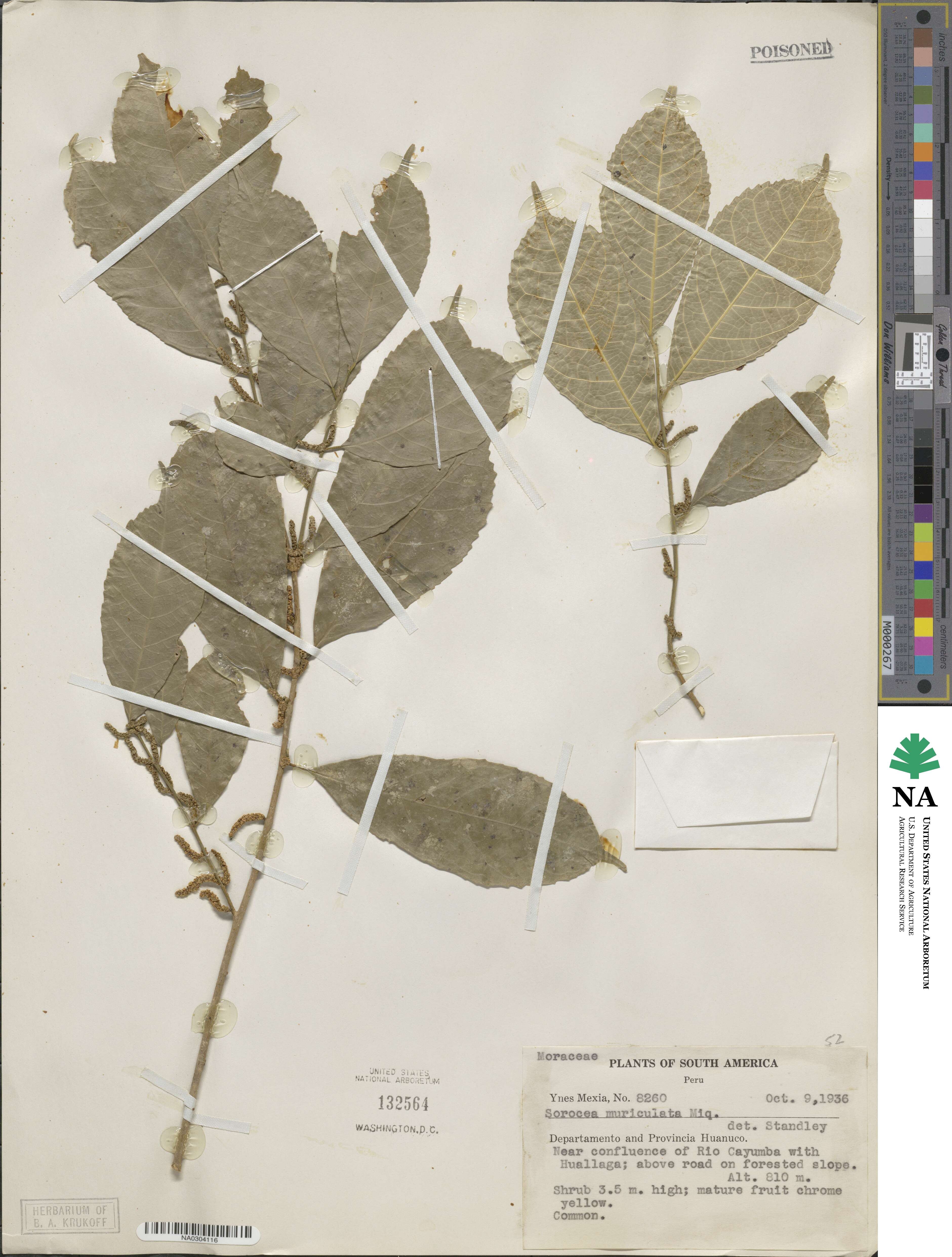 Sorocea muriculata image